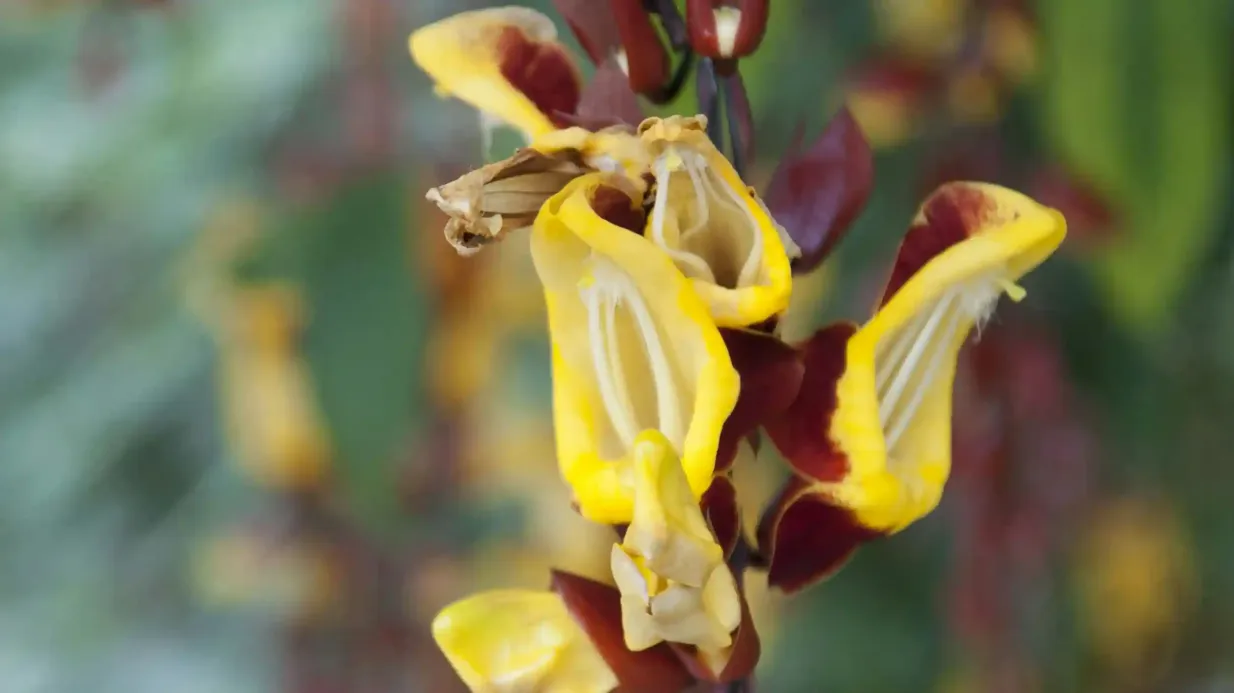Hortus Botanicus Leiden: Skip The Line Ticket