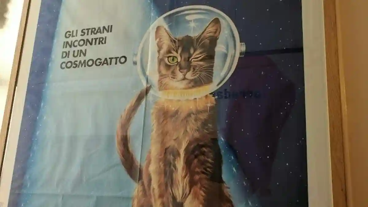 Gabinete de los Gatos: Entrada