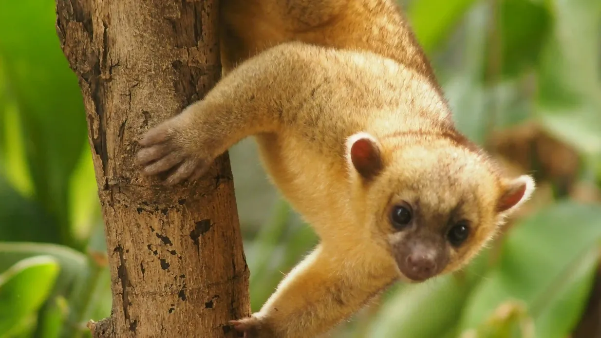Parque de la Conservación Medellín: bilhete sem filas
