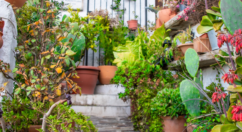 Excursão privada às Aldeias Brancas de Granada Espanha — #6