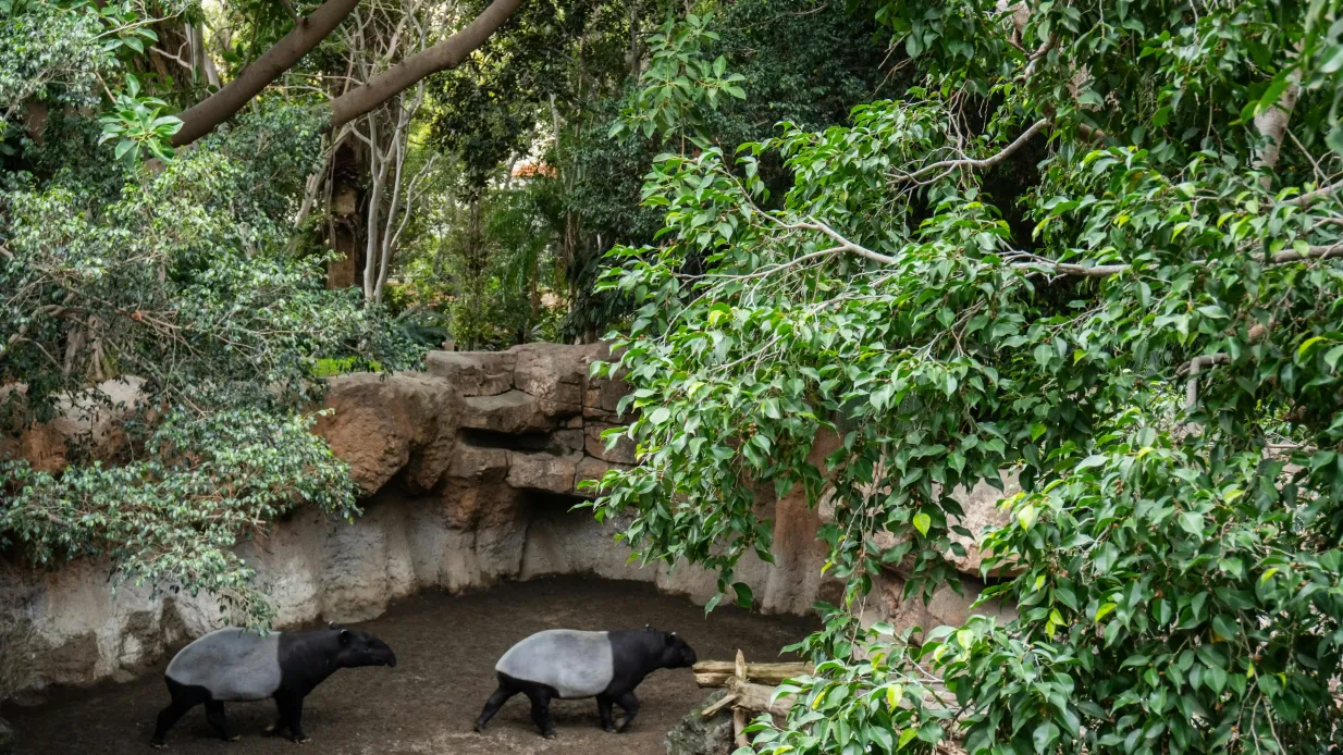 Bioparc Fuengirola: Entrada Operado por Rain Forest SL
