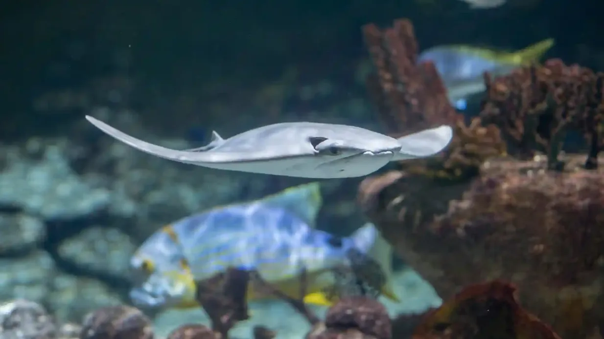 Seaquarium Le Grau-du-Roi: Entry Ticket Provided by Tiqets International B.V.