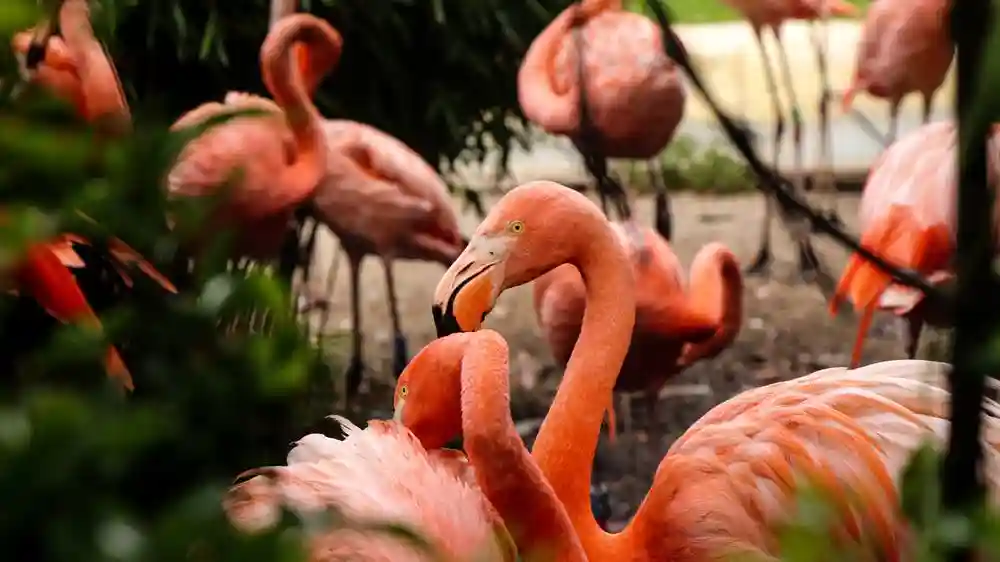 Flamingo Gardens: Skip The Line Ticket Provided by Flamingo Gardens