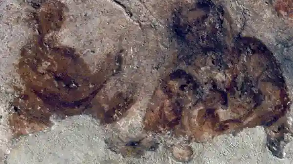 Catacumba de Priscila: Visita guiada