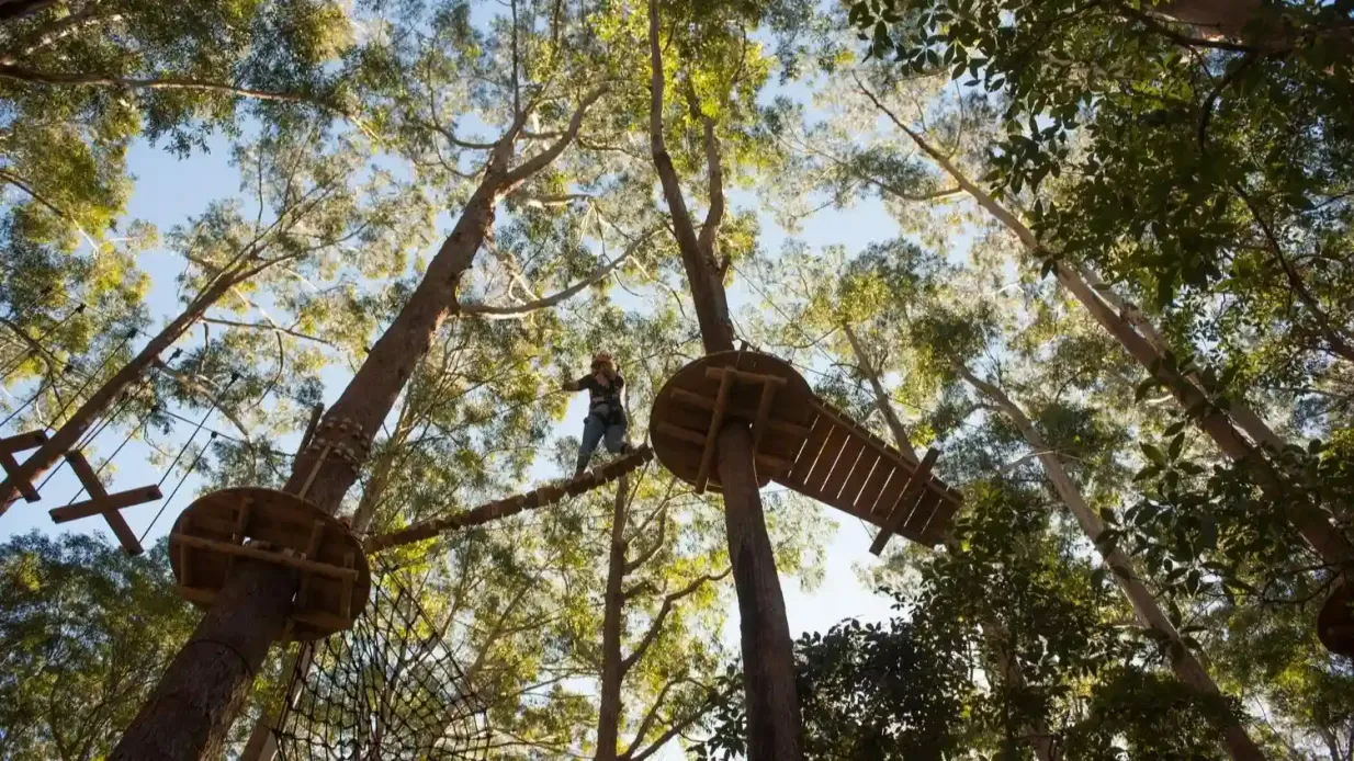 Coffs Harbour : Treetops Adventure Fournie par TREES ADVENTURE HOLDINGS PTYLTD
