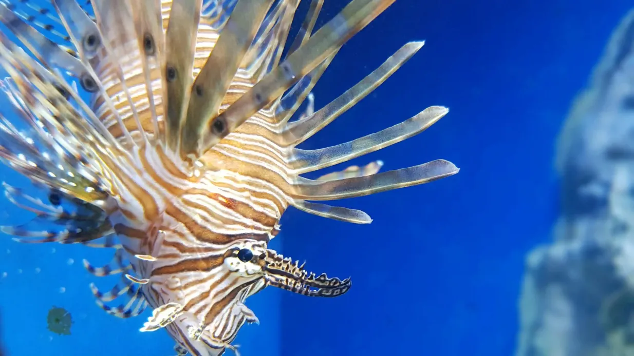 Acquario di Napoli: Biglietto d'ingresso Fornito da Fondazione Dohrn