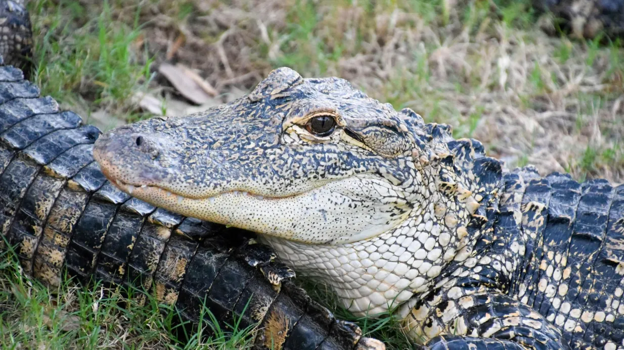 Kissimmee: Excursión de 1 hora en hidrodeslizador por los Everglades de Boggy Creek Operado por Boggy Creek Airboat Adventures