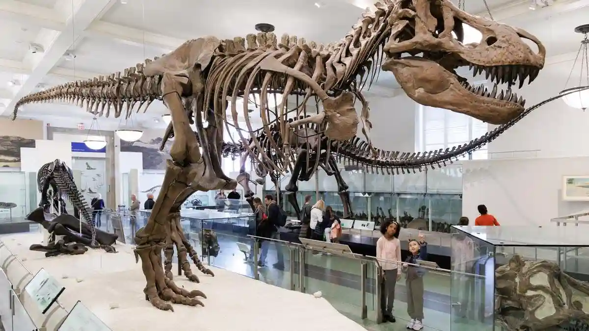 Museu Americano de História Natural (AMNH): Todas as exposições