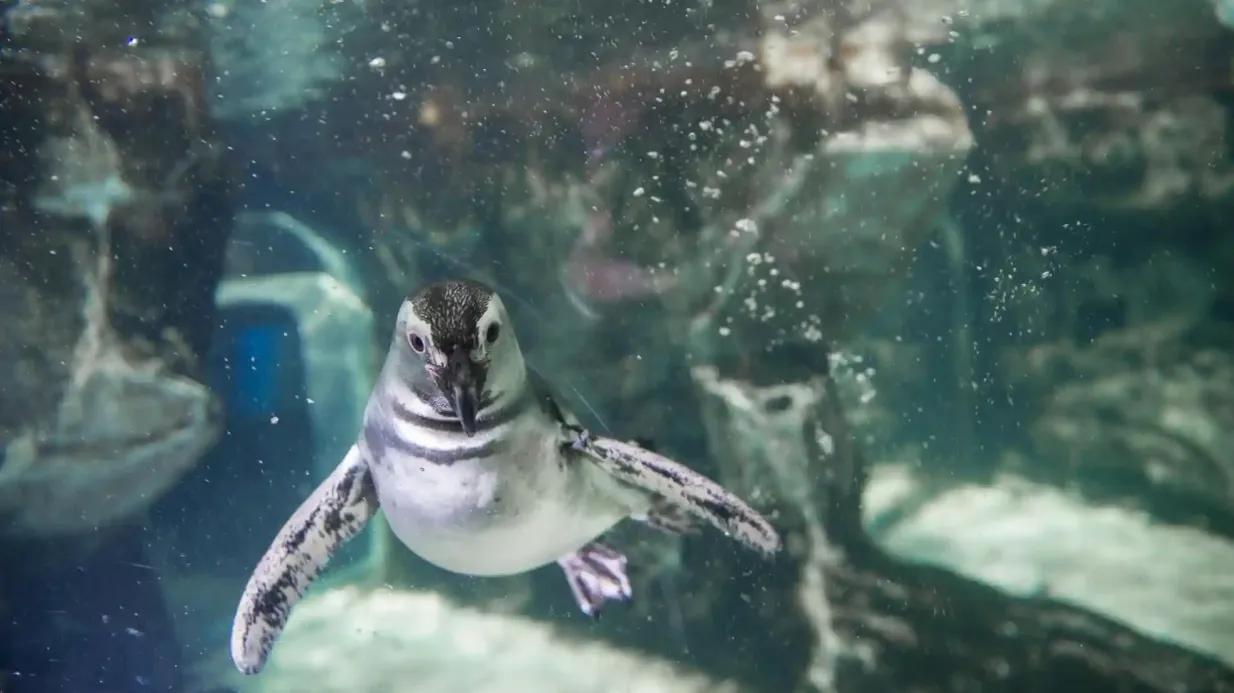 Aquarium of Genoa: Entry Ticket + Street Food Tasting