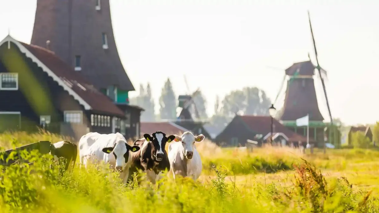 Zaanse Schans, Marken, Edam & Volendam: Tagesausflug Bereitgestellt von Tiqets International B.V.