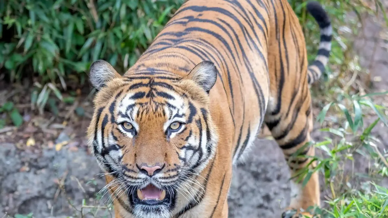 Audubon Zoo: Entry Ticket Provided by Audubon Nature Institute