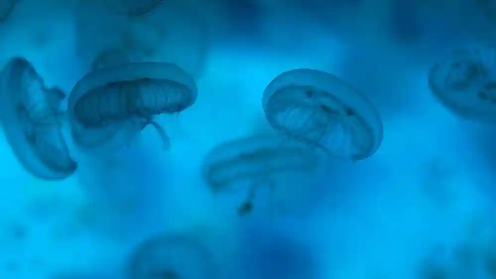 SEA LIFE Weymouth: Entrada Operado por Tiqets International B.V.
