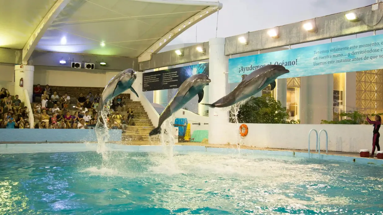 Acuario Interactivo Cancún: Entrada + Espectáculo de Delfines