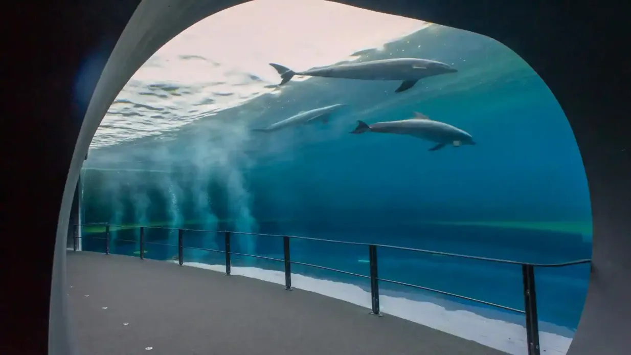 Acuario de Génova: Entrada Rápida + Museo Imposible
