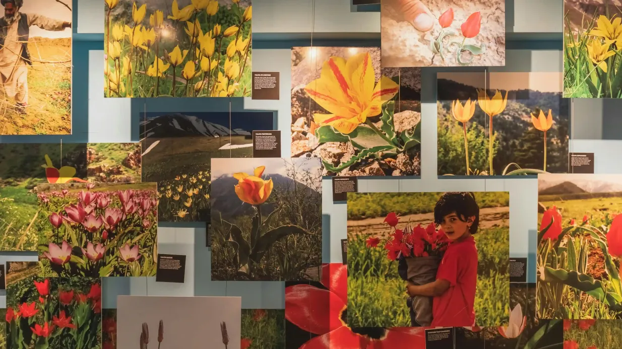 Amsterdam Tulip Museum: Entry Ticket Provided by Amsterdam Tulip Museum