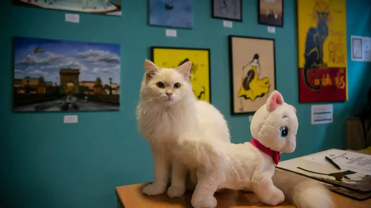 Museu do Gato de Budapeste: bilhete de entrada + audioguia