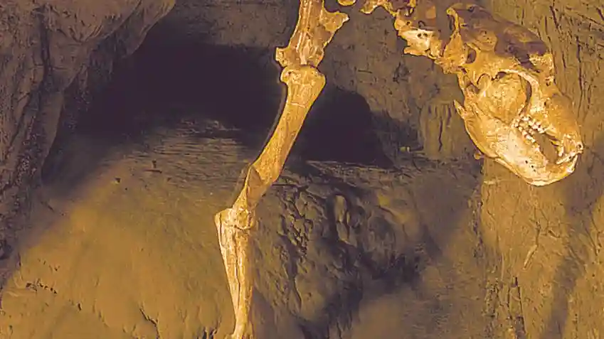 Toirano Caves: Fast Track Ticket Provided by C-WAY srl Unipersonale