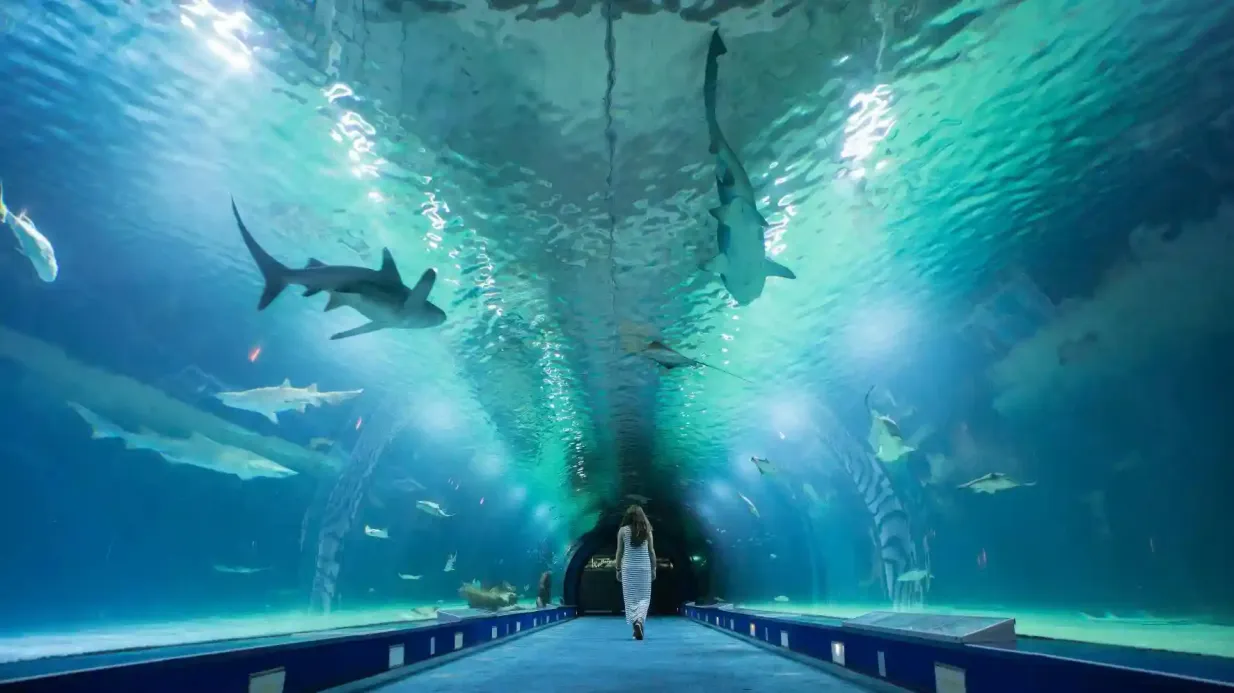 Oceanogràfic y Hemisfèric: Entrada