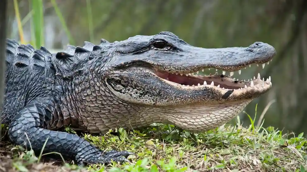 Fort Lauderdale 40 minutos de paseo en hidrodeslizador por los Everglades y entrada al santuario de animales Operado por Sawgrass Recreation Park