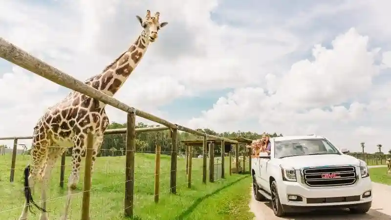 Entrée au parc safari Wild Florida Drive-Thru Fournie par Wild Florida