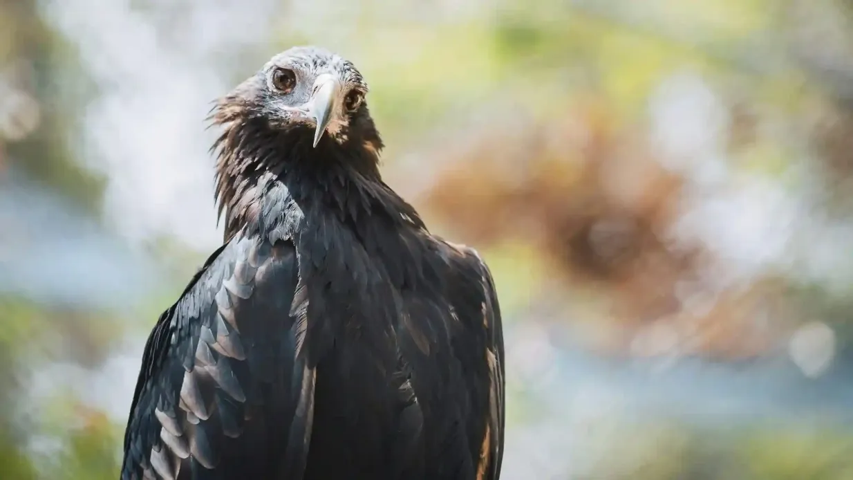 Capes Raptor Centre : Rencontre avec des oiseaux de proie et promenade en forêt Fournie par Capes Foundation