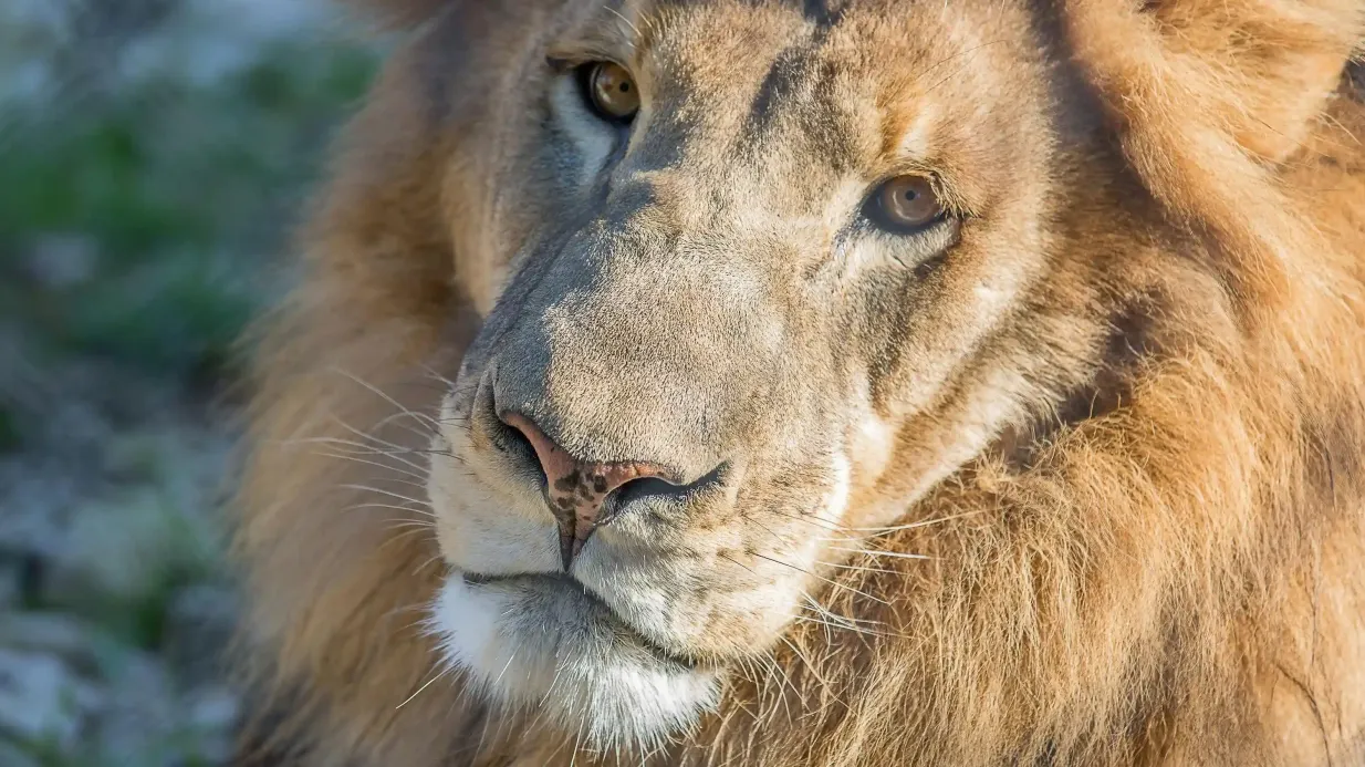 Austin Zoo: Biglietto salta-coda