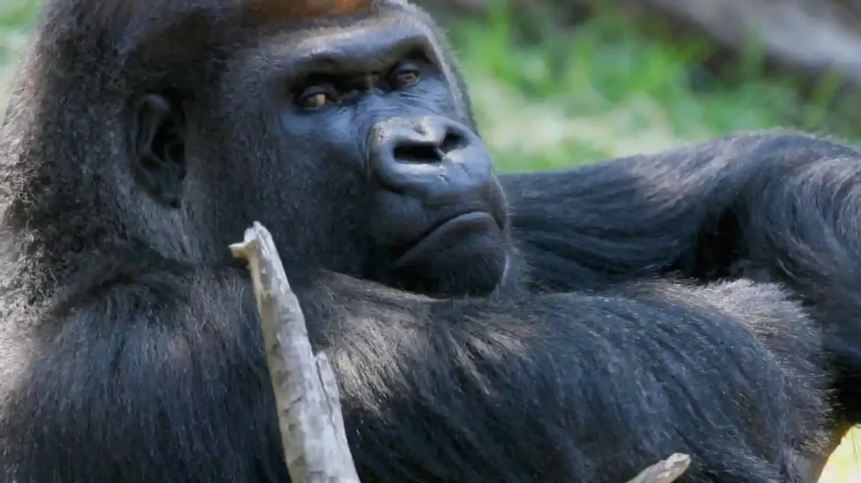 Melbourne Zoo: Biglietto d'ingresso