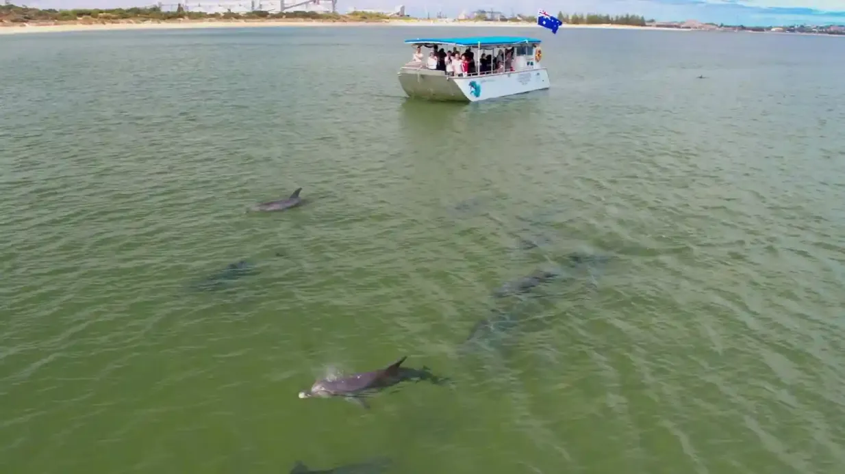 Centre de découverte des dauphins de Bunbury : Croisière écologique Fournie par Bunbury Dolphin Discovery Inc