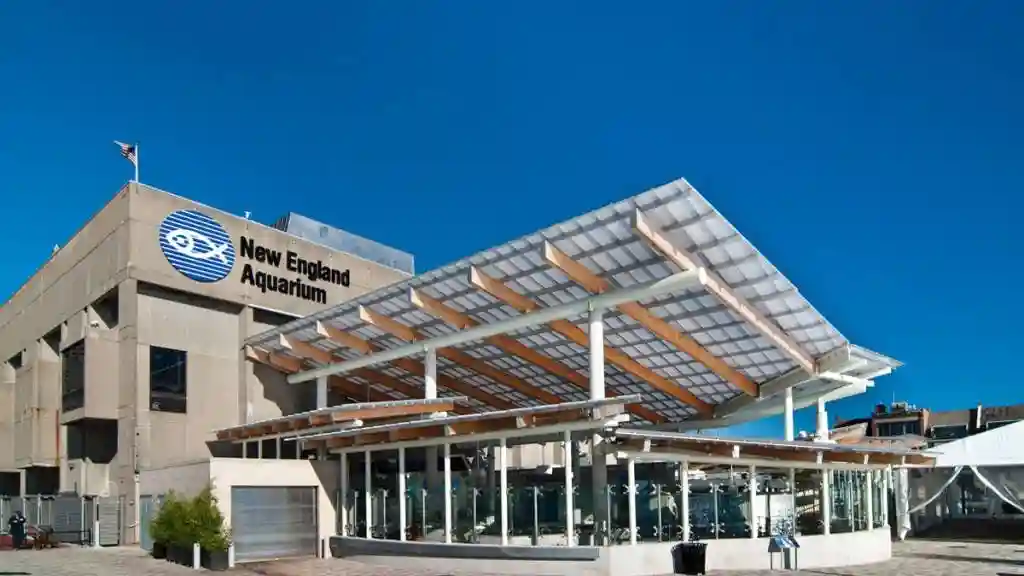 Simons Theatre: Sea Otters – A Wild Family Adventure Provided by New England Aquarium