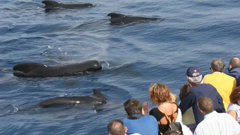 Acuario de Génova y Crucero de Avistamiento de Ballenas Operado por C-WAY srl Unipersonale