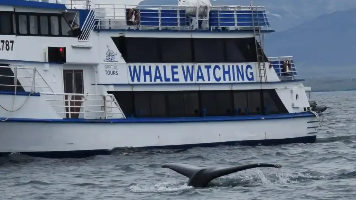 Whale Watching: Tour ab Reykjavik