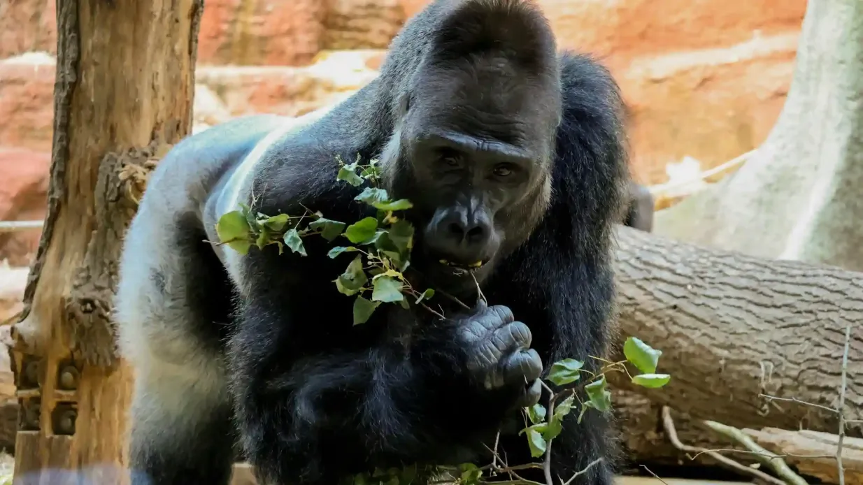 Zoo de Prague : Billet d'entrée + Audioguide