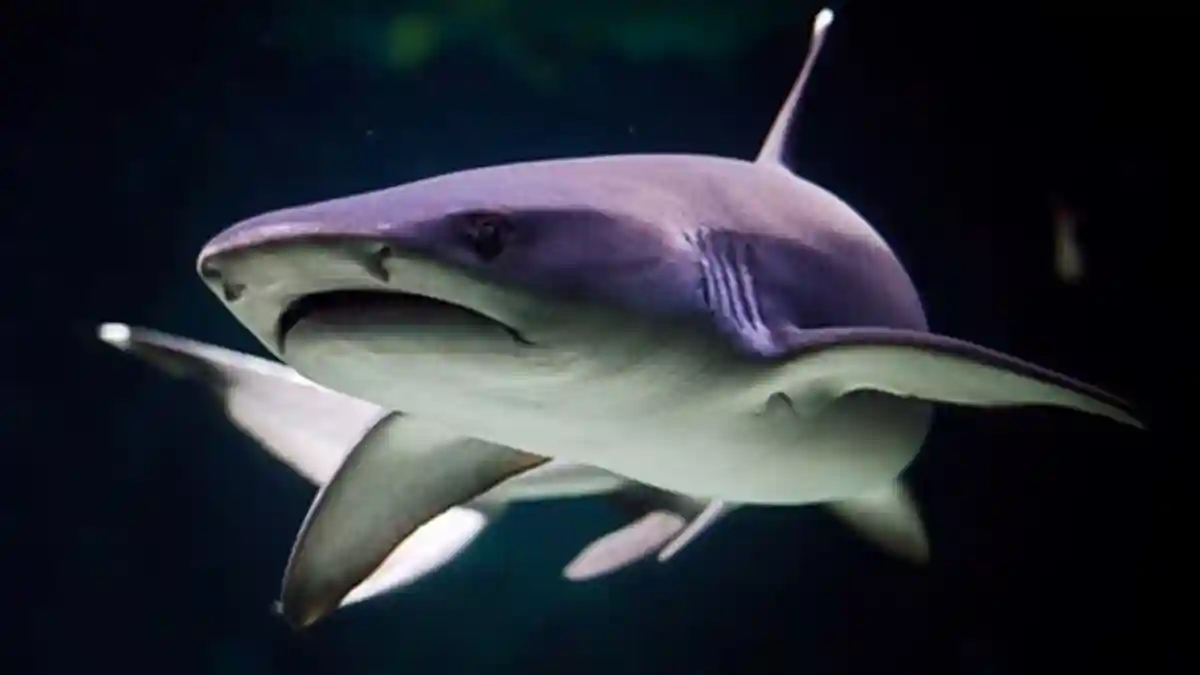 Plongée avec requins Xtreme à SEA LIFE Sunshine Coast Fournie par SEA LIFE Sunshine Coast