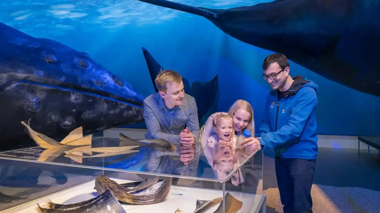 Whales of Iceland : Billet d'entrée