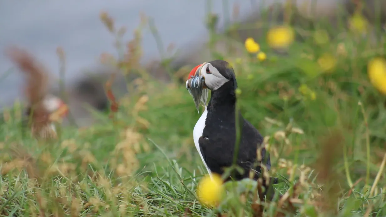 Islândia: Excursão de observação de papagaios-do-mar saindo de Reykjavik