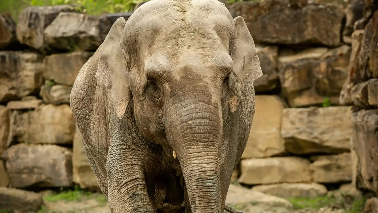 ZOO Planckendael: Entrada Operado por Antwerp ZOO