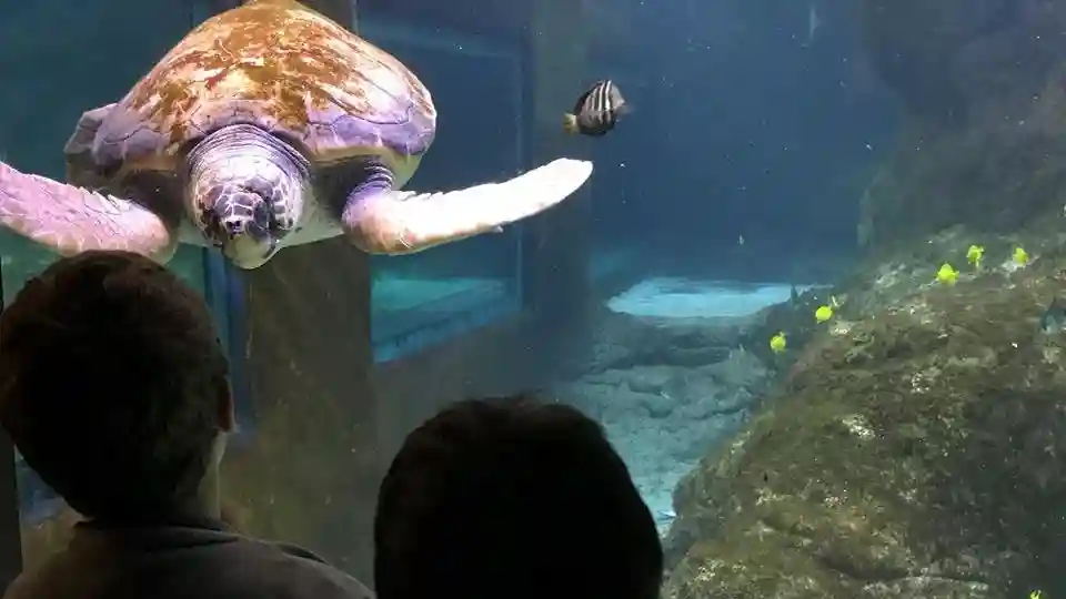 Marineland Mallorca : Billet coupe-file Fournie par Aspro Ocio SA - Marineland Mallorca