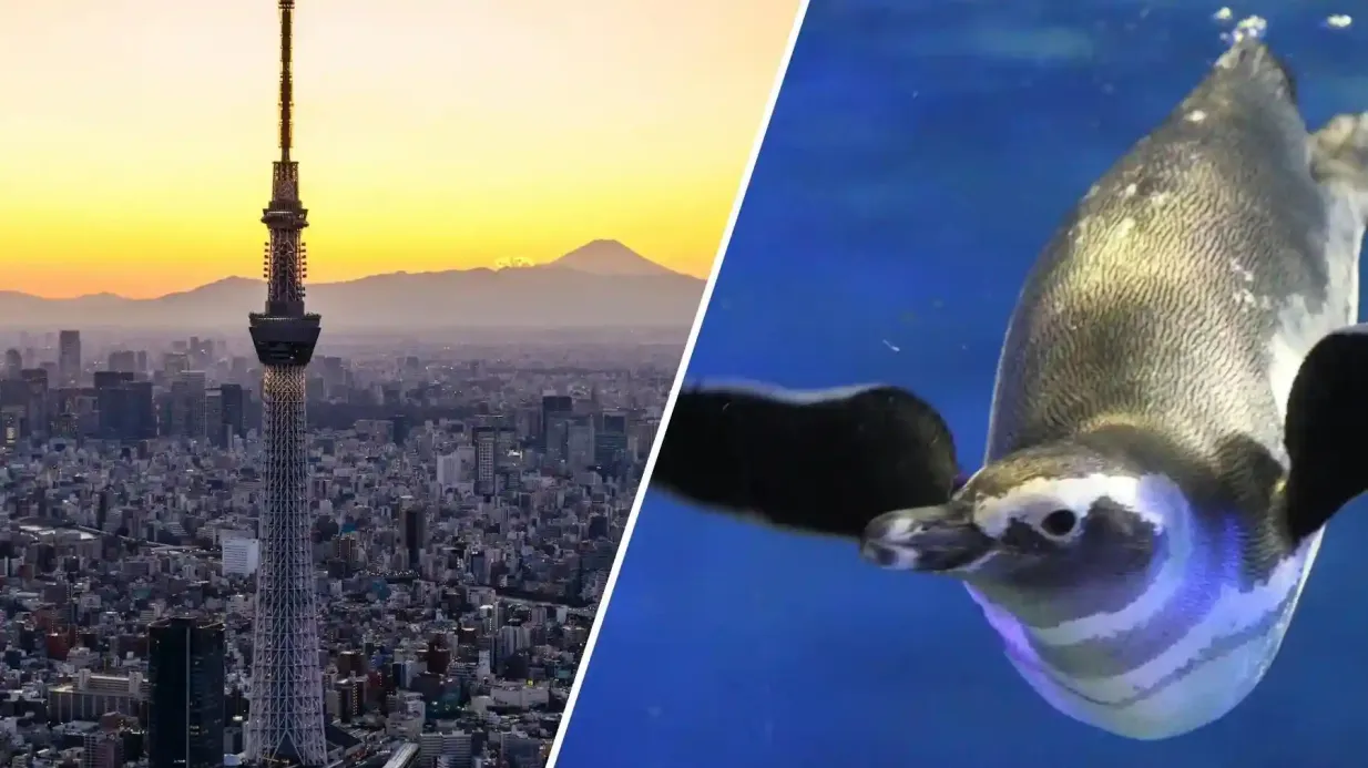 Tokyo Skytree Pass (Tokyo Skytree + Acuario de Sumida) Operado por LINKTIVITY Inc.