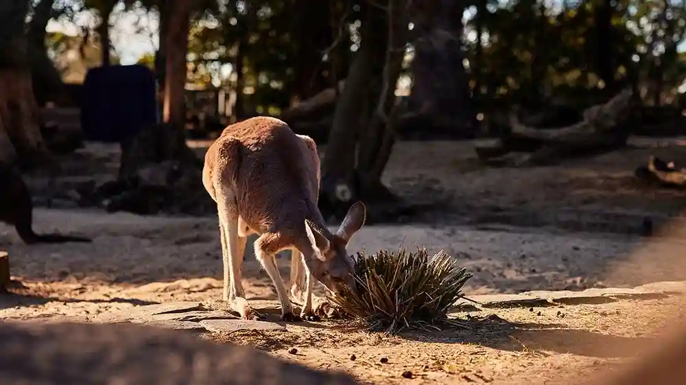Taronga Zoo Sydney: Eintrittskarte
