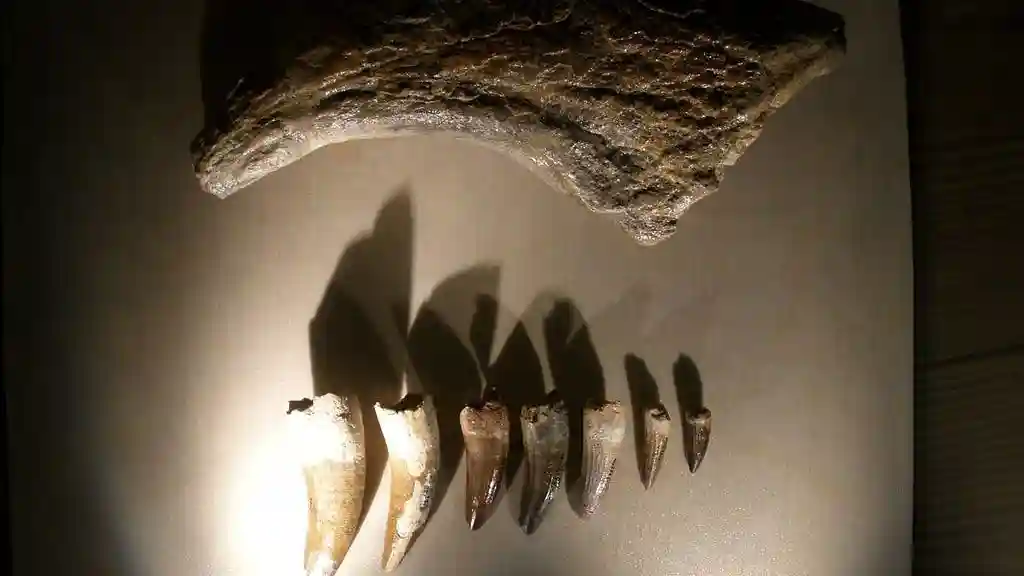 Museo di Storia Naturale (Museo di Storia Naturale): Biglietto d'ingresso Fornito da Società Cooperativa Culture