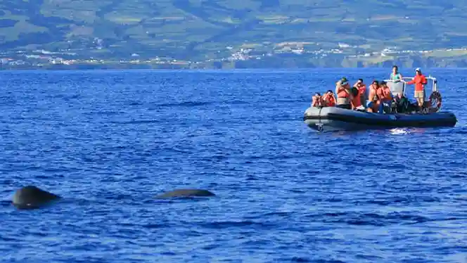 Whale and Dolphin Watching Cruise from Ponta Delgada Provided by Picos de Aventura, Animação e Lazer, SA