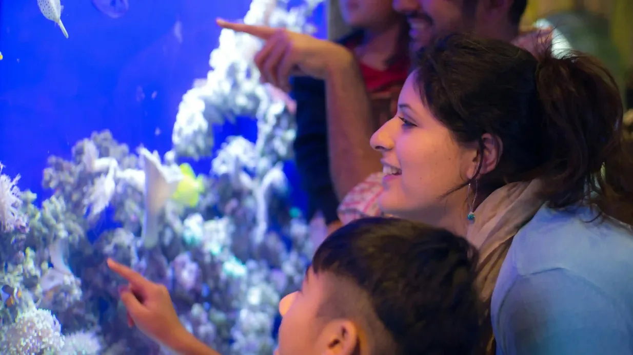 Acuario de Dubai y Burj Khalifa: Entrada Nivel 124/125