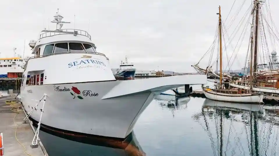 Reykjavík: Cruzeiro de observação de baleias em um iate de luxo