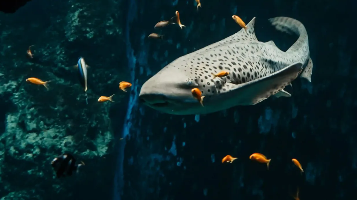 Aquarium du Grand Lyon: Eintrittskarte