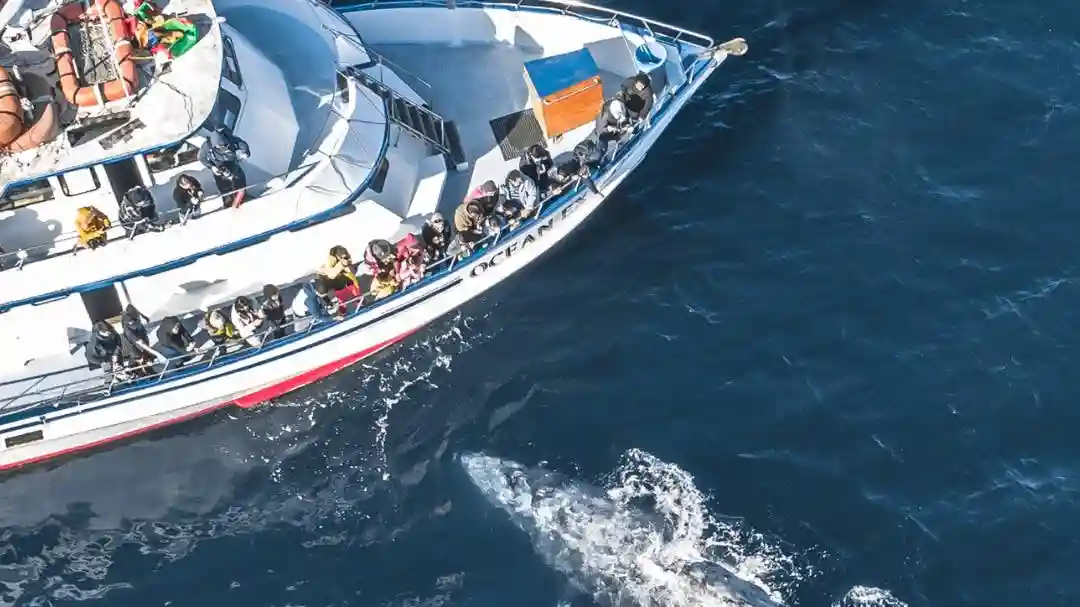 Newport Beach: Cruzeiros com baleias e golfinhos durante todo o ano Organizado por Davey's Locker