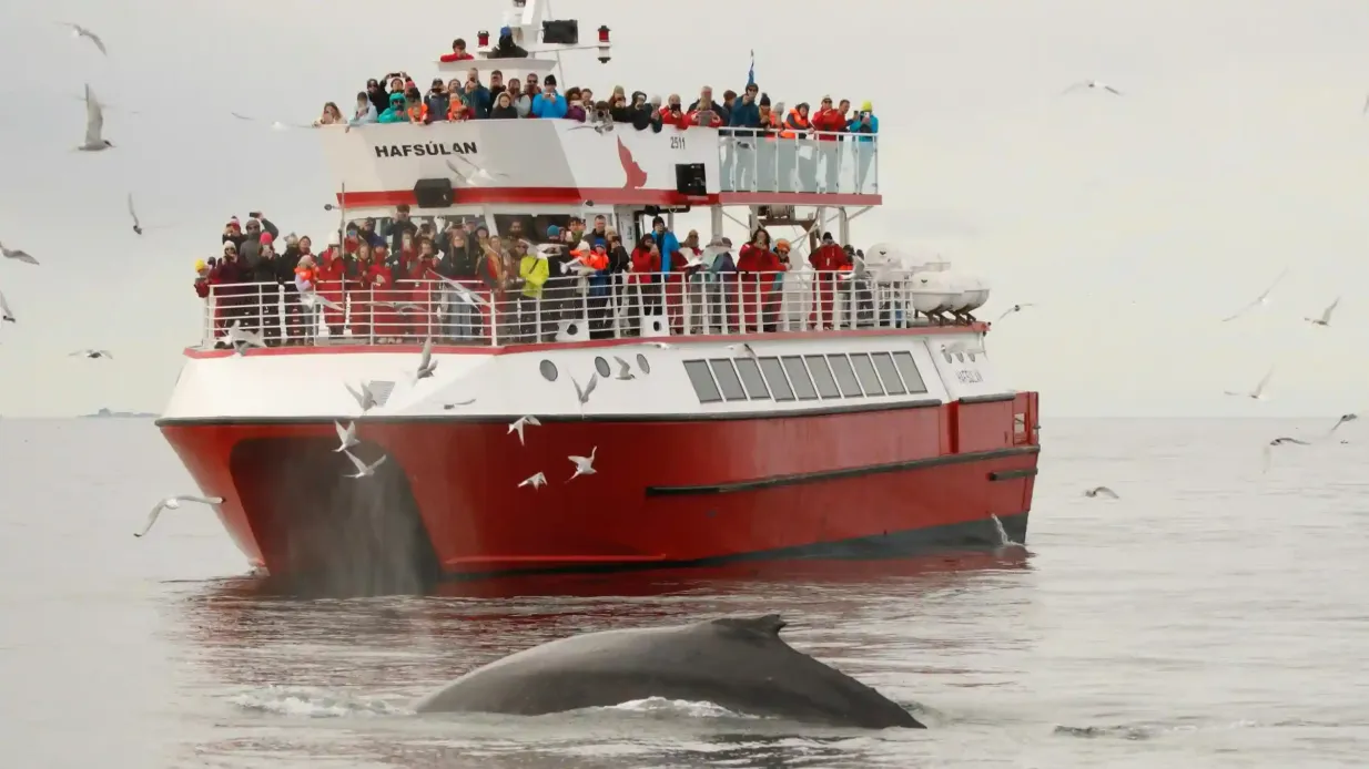 Whale Watching: Elding's Wildlife Exhibition Entry + Tour from Reykjavik Provided by Elding