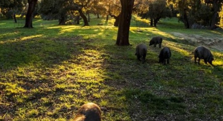 Tour privato dell'allevamento di maiali Dehesa e degustazione di prosciutto iberico Spagna — #2