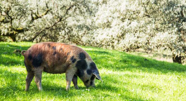Tour privato dell'allevamento di maiali Dehesa e degustazione di prosciutto iberico Spagna — #6