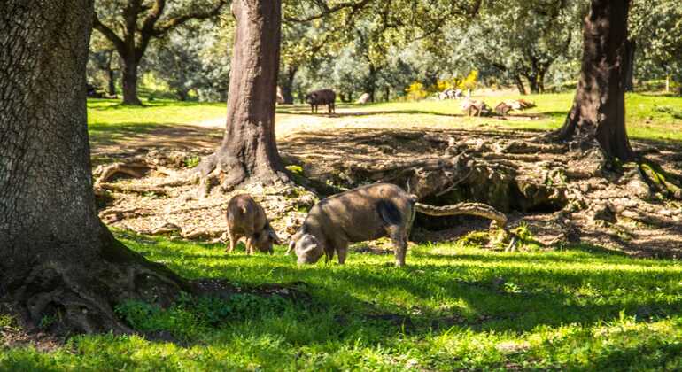 Tour privato dell'allevamento di maiali Dehesa e degustazione di prosciutto iberico Spagna — #3