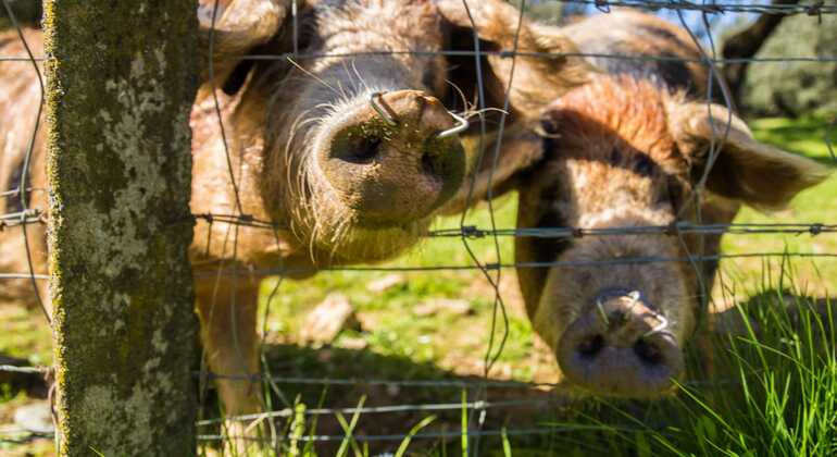 Tour privato dell'allevamento di maiali Dehesa e degustazione di prosciutto iberico Spagna — #4